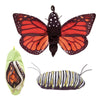 Monarch Life Cycle Puppet from Folkmanis Puppets - AardvarksToZebras.com
