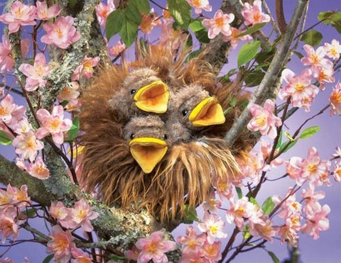Birds In Nest, Baby Hand Puppet from Folkmanis Puppets