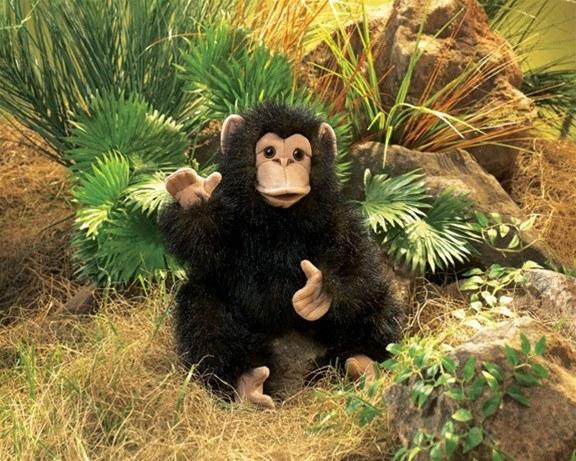 Baby Chimp Chimpanzee Hand Puppet from Folkmanis Puppets - AardvarksToZebras.com
