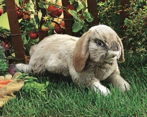 Holland Lop Rabbit Hand Puppet from Folkmanis Puppets